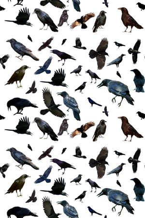 ♥红桃A〖动物世界〗印花华亿平台图片