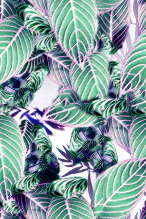 树叶印花华亿平台图片