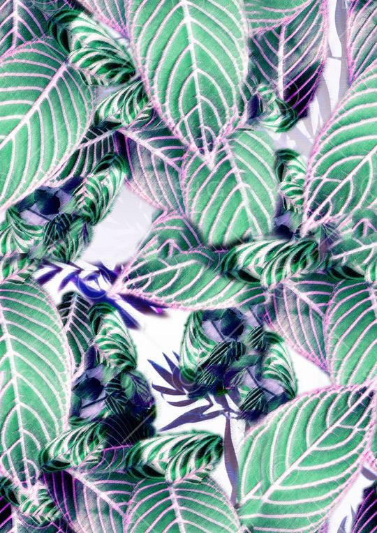 树叶印花华亿平台图片