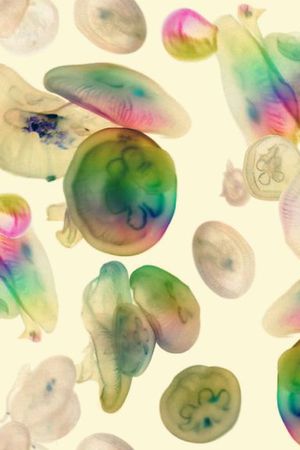 四方两方连续印花华亿平台图片