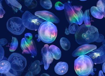 364438-七彩水母深