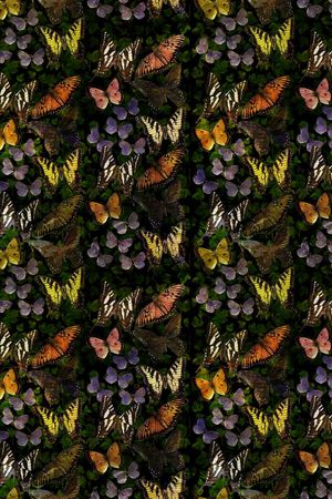 蝴蝶印花华亿平台图片