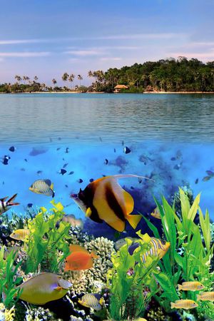 珊瑚鱼印花华亿平台图片