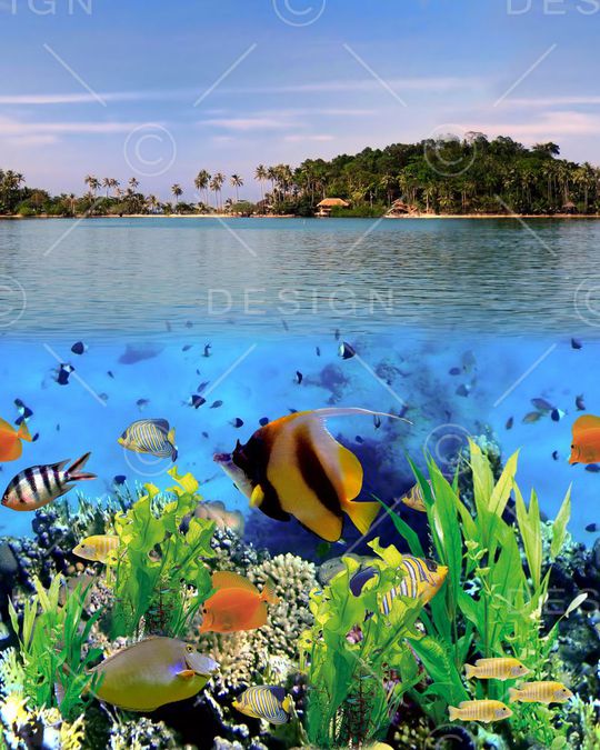 珊瑚鱼印花华亿平台图片