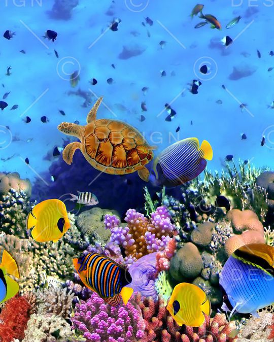 珊瑚鱼印花华亿平台图片