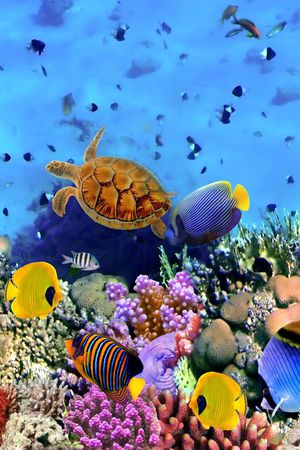 珊瑚鱼印花华亿平台图片