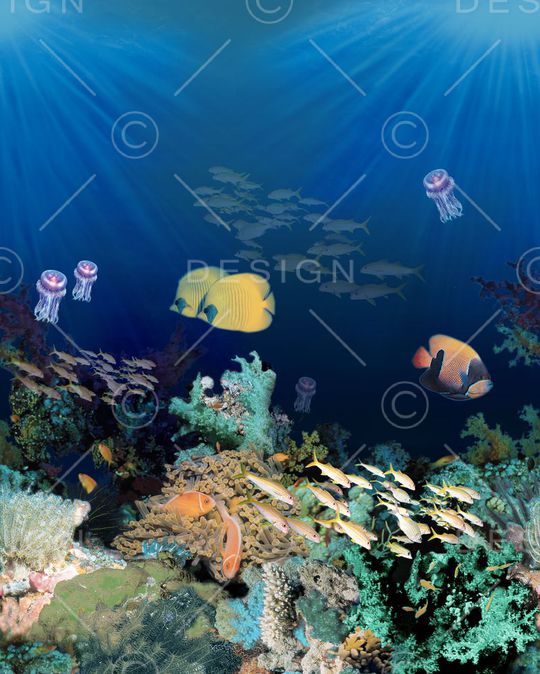 珊瑚鱼印花华亿平台图片