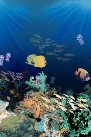 珊瑚鱼印花华亿平台图片