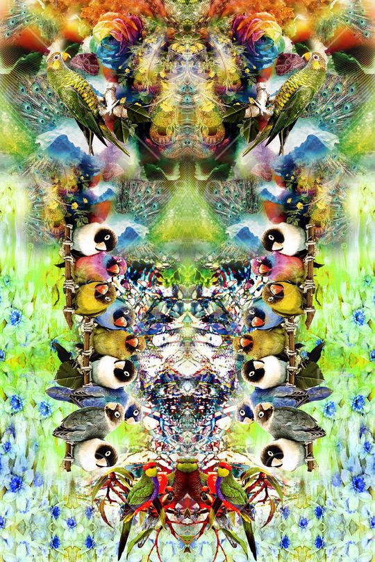 小鸟印花华亿平台图片