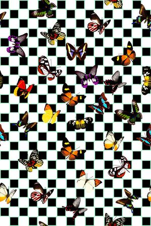 蝴蝶印花华亿平台图片