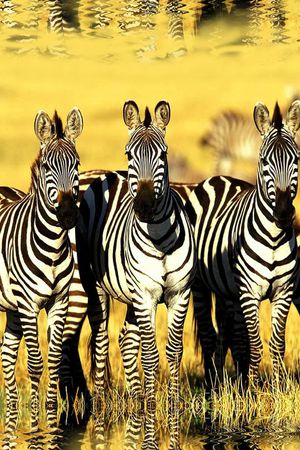 斑马印花华亿平台图片