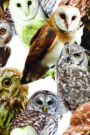 动物印花华亿平台图片