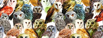 动物印花华亿平台图片