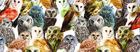 动物印花华亿平台图片