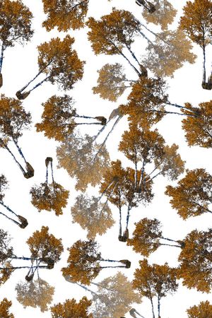 树印花华亿平台图片