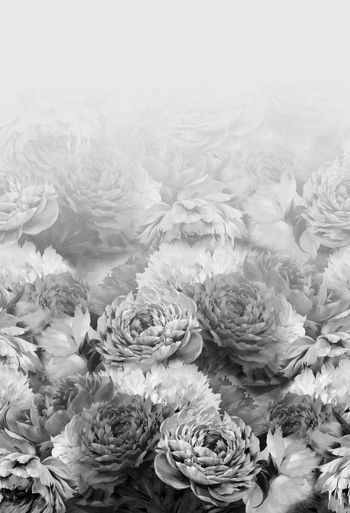 371672-WT424定位渐变油画牡丹花卉月季