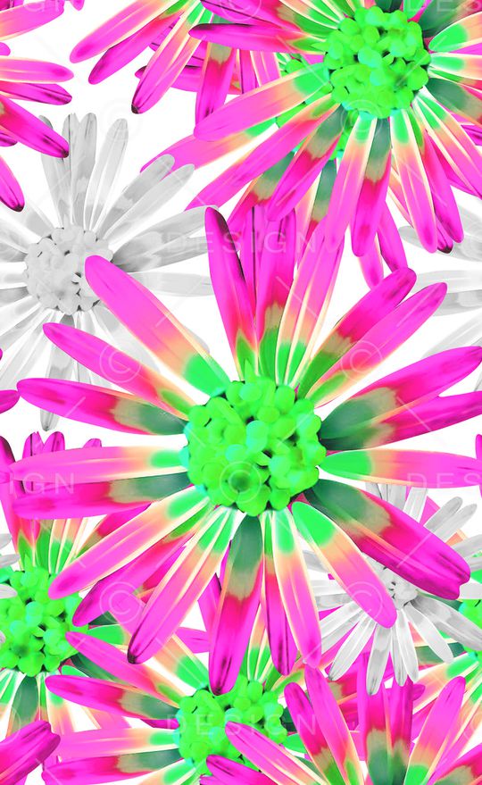 雏菊  花卉印花华亿平台图片