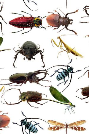 动物印花华亿平台图片