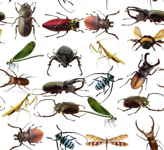 动物印花华亿平台图片