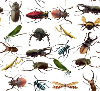 动物印花华亿平台图片