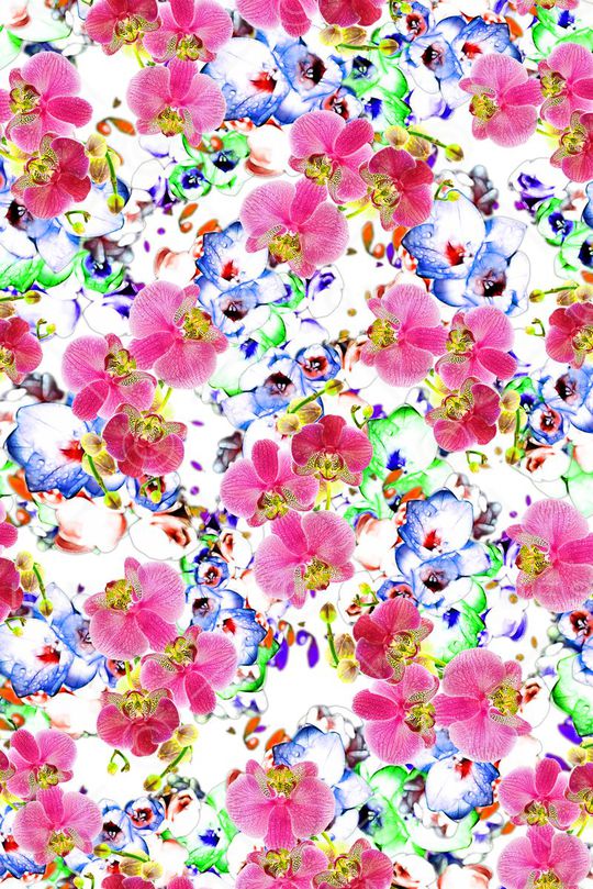 蝴蝶兰印花华亿平台图片