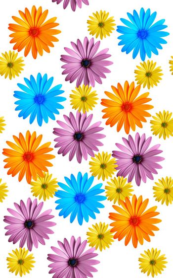 372834-缤纷阳光雏菊组合