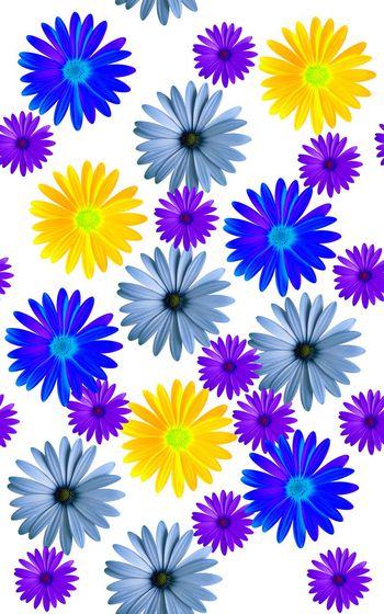 372835-缤纷阳光雏菊组合