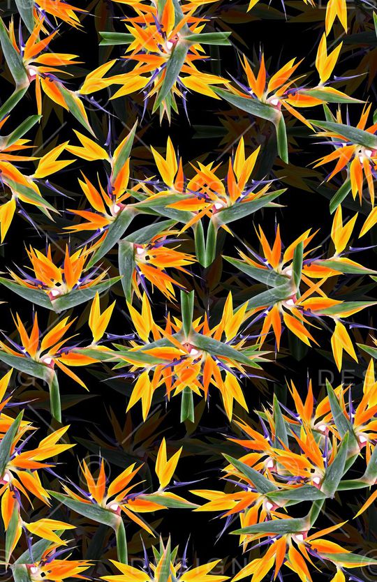 热带印花华亿平台图片