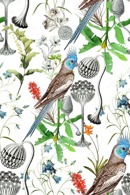 热带鸟印花华亿平台图片