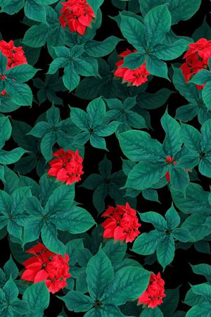 热带印花华亿平台图片