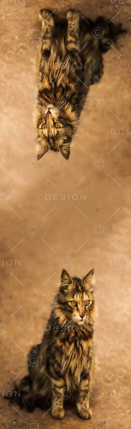 动物印花华亿平台图片