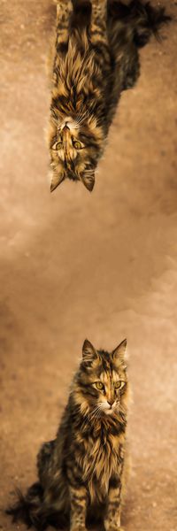 动物印花华亿平台图片