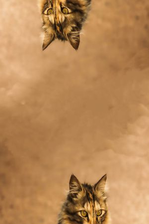 动物印花华亿平台图片