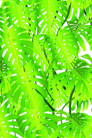 流行印花华亿平台图片