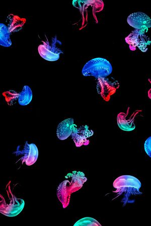 水母印花华亿平台图片