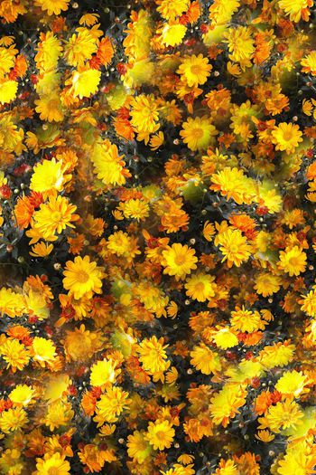 374670-气质群花盛开