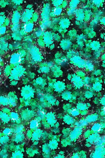 374671-气质群花盛开