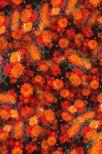 374673-气质群花盛开