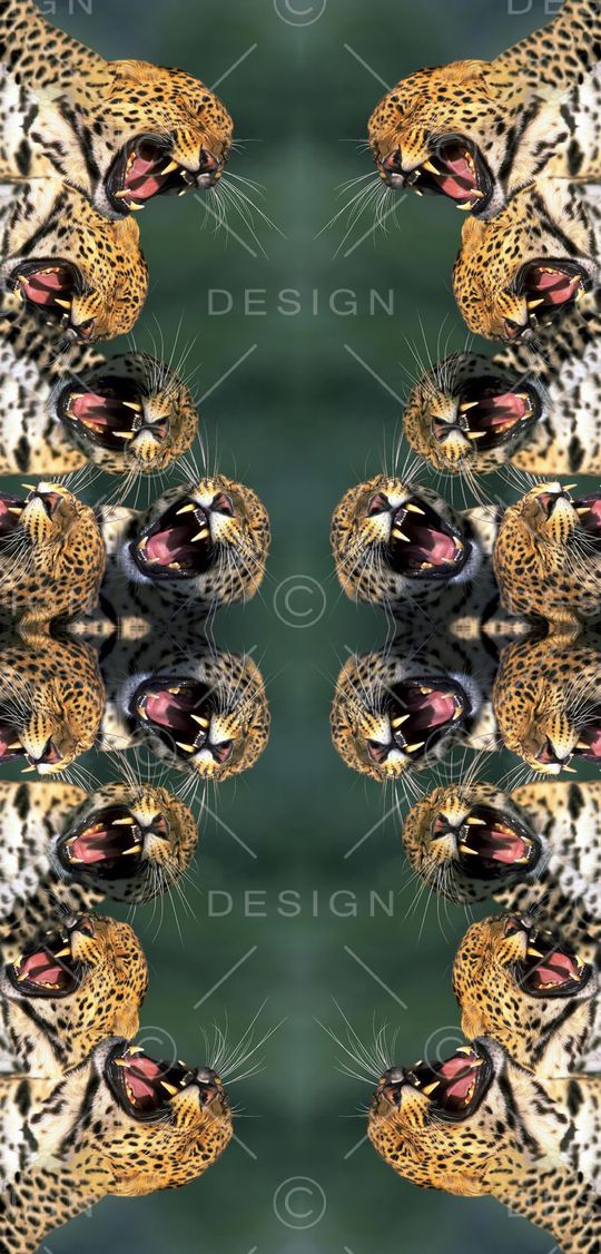 豹子印花华亿平台图片