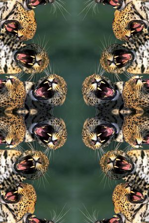 豹子印花华亿平台图片