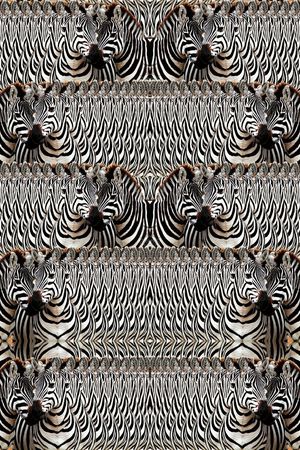 斑马印花华亿平台图片