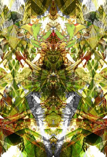 374920-WT426对称定位热带雨林鹦鹉休闲