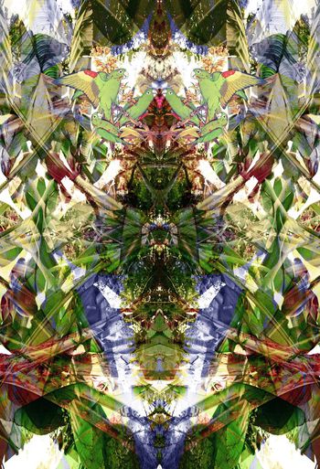 374922-WT426对称定位热带雨林鹦鹉休闲