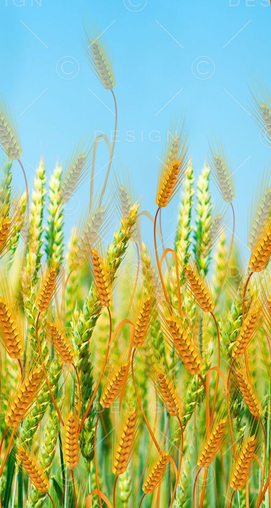 田园 麦穗 丰收 单边 定位印花华亿平台图片