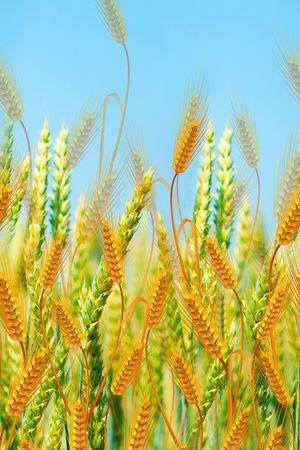 田园 麦穗 丰收 单边 定位印花华亿平台图片