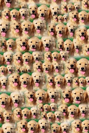 动物印花华亿平台图片