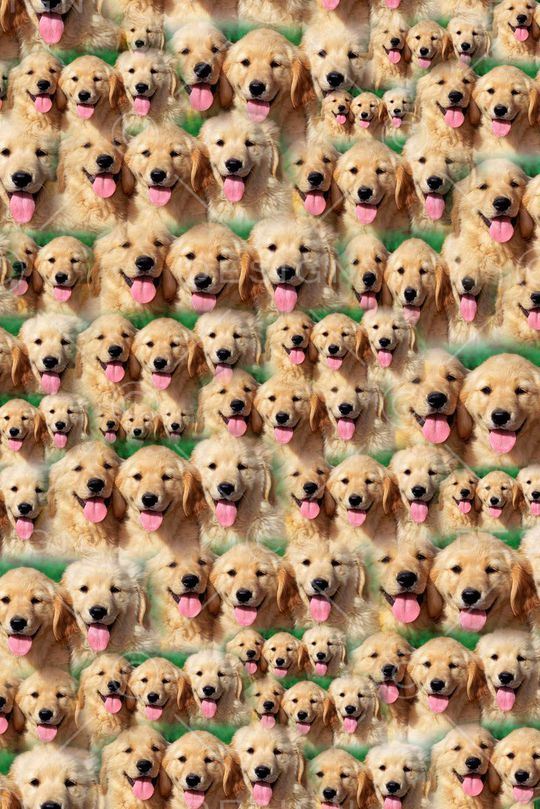 动物印花华亿平台图片