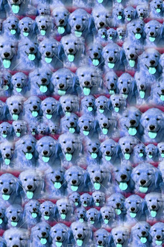 动物印花华亿平台图片