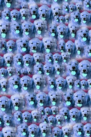 动物印花华亿平台图片