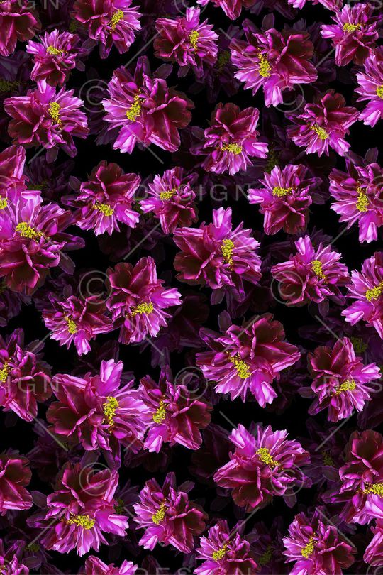 怒放的花朵印花华亿平台图片